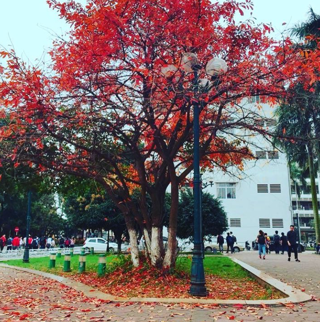 B&aacute;ch Khoa, Sư Phạm m&ugrave;a c&acirc;y thay l&aacute;, đẹp dịu d&agrave;ng như thu ở trời &Acirc;u - Ảnh 14.