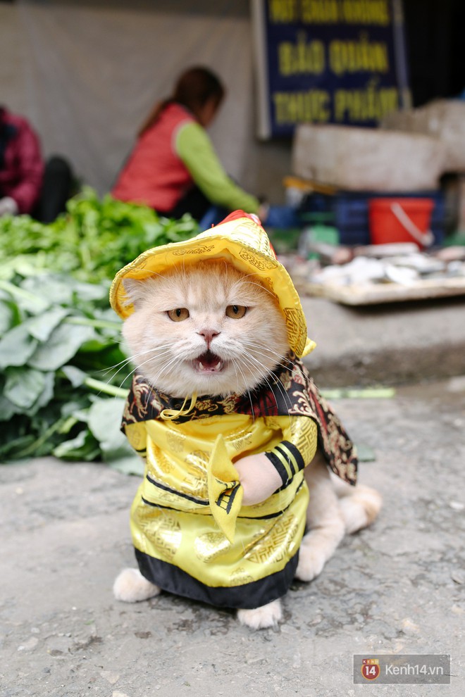 Gặp Chó - chú mèo thích cải trang Hoàng thượng đi vi hành ở chợ