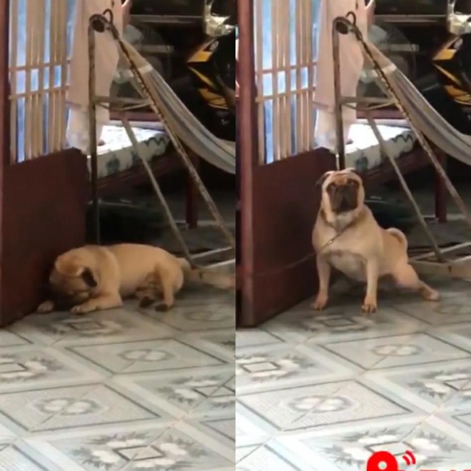 Ch&uacute; pug đ&aacute;ng y&ecirc;u chỉ m&ecirc; t&iacute;t nhạc Sơn T&ugrave;ng đang l&agrave; ng&ocirc;i sao s&aacute;ng tr&ecirc;n MXH h&ocirc;m nay - Ảnh 2.
