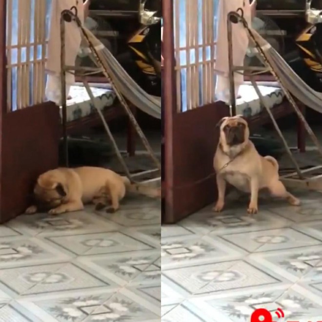 Chú pug đáng yêu chỉ mê tít nhạc Sơn Tùng đang là ngôi sao sáng trên MXH hôm nay - Ảnh 2.