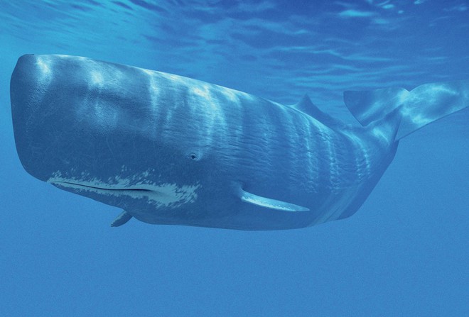 Quốc gia gây tranh cãi nhất 2018: ra quyết định tiếp tục giết và tiêu thụ hàng ngàn con cá voi - Ảnh 3.