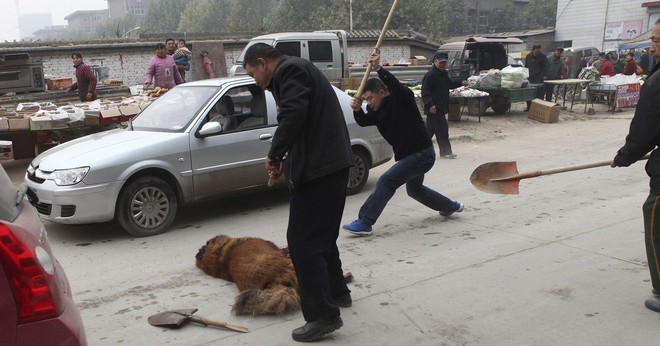 Bi kịch của Ngao Tây Tạng - từ "thần khuyển" triệu đô thành những con thú bị ruồng bỏ Tibetan-mastiffs-bashed-by-people-e1505982433967-1520933856948885099886