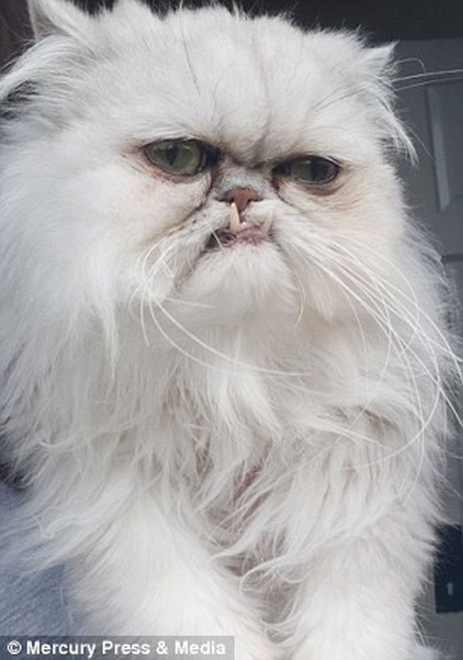 &quot;Chú mèo khó ở nhất Thế giới&quot;: Mặt mũi trông khó coi đến mức ai nhìn vào cũng tưởng là Photoshop - Ảnh 1.