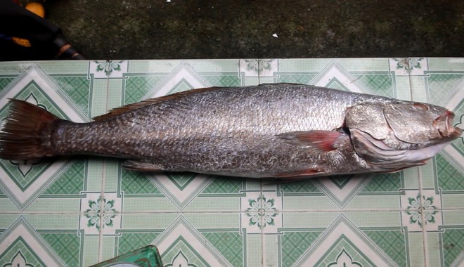 X&ocirc;n xao ngư d&acirc;n Quảng Nam bắt được c&aacute; sủ v&agrave;ng nặng hơn 10 kg, trị gi&aacute; tiền tỷ - Ảnh 2.
