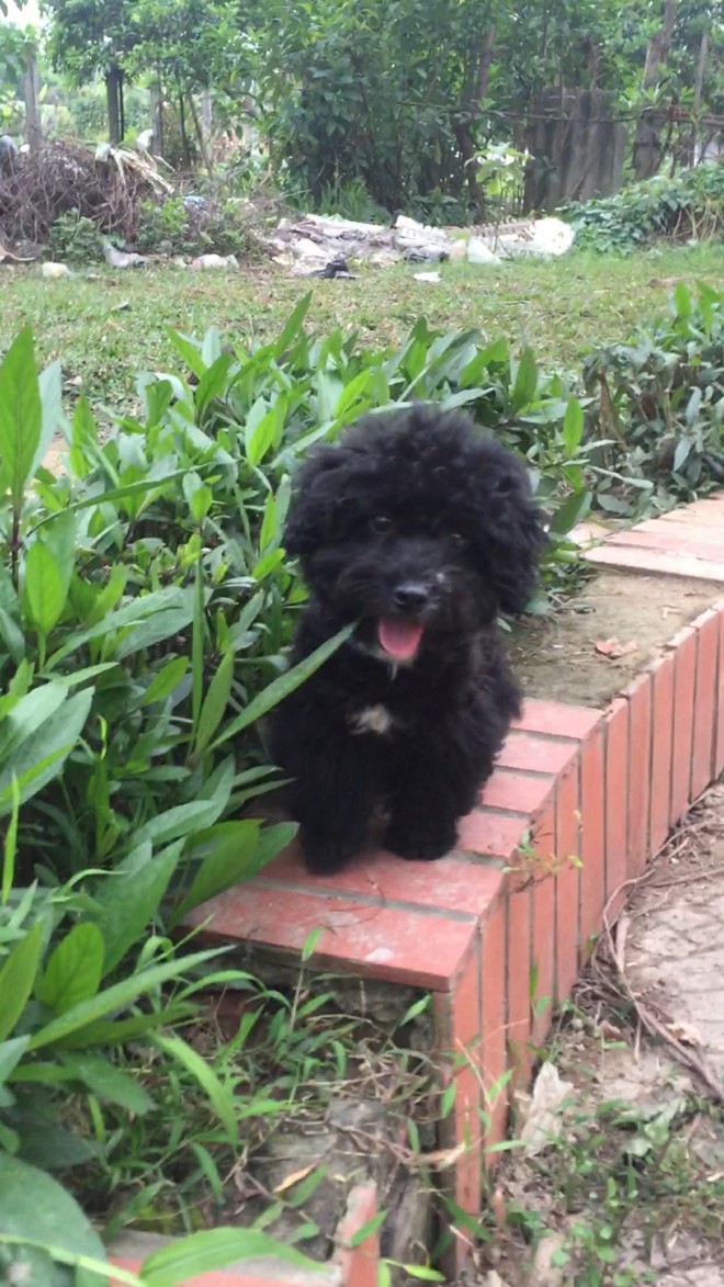 Để ch&oacute; Poodle chạy r&ocirc;ng ra ngo&agrave;i đường bị &ocirc; t&ocirc; c&aacute;n chết, nam thanh ni&ecirc;n nhất quyết đuổi theo y&ecirc;u cầu l&aacute;i xe dừng lại n&oacute;i chuyện g&acirc;y tranh c&atilde;i - Ảnh 5.