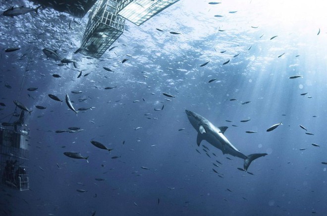 Sự thật đằng sau những khung hình chụp cá mập cận cảnh, đẹp rúng động nhưng cũng cực kỳ nguy hiểm - Ảnh 3.