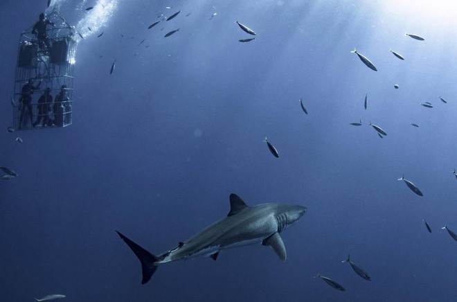 Sự thật đằng sau những khung hình chụp cá mập cận cảnh, đẹp rúng động nhưng cũng cực kỳ nguy hiểm - Ảnh 4.