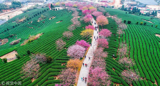 Không chỉ Nhật Bản, cứ đến mùa xuân là quốc gia này cũng ngập tràn sắc hoa anh đào khắp mọi miền - Ảnh 4.