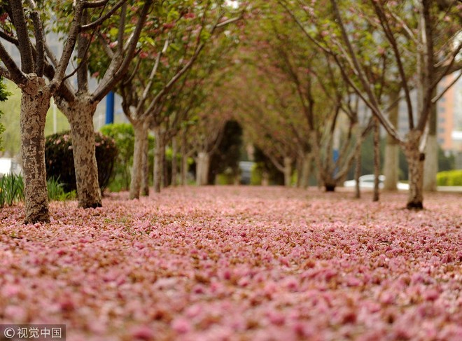 Không chỉ Nhật Bản, cứ đến mùa xuân là quốc gia này cũng ngập tràn sắc hoa anh đào khắp mọi miền - Ảnh 5.