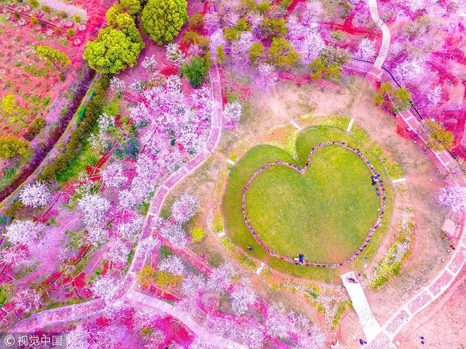 Không chỉ Nhật Bản, cứ đến mùa xuân là quốc gia này cũng ngập tràn sắc hoa anh đào khắp mọi miền - Ảnh 8.