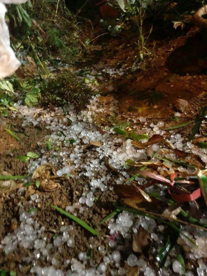 Clip xôn xao: Cơn dông trút theo mưa đá trắng trời ở Mộc Châu - Ảnh 5.