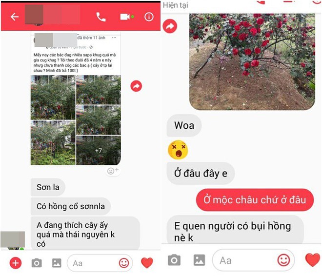 Đăng ảnh bụi hồng cổ mới bị đánh cắp lên Facebook, cuộc sống của nam thanh niên đảo lộn hoàn toàn vì bị vu oan là kẻ trộm hoa - Ảnh 6.