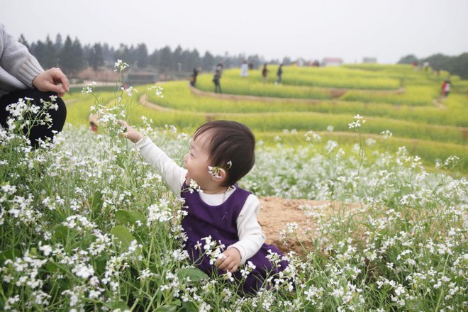 Cư dân mạng bỗng dưng phát hiện ra vườn hoa cải trắng và ruộng bậc thang chỉ cách Hà Nội có 20km - Ảnh 18.