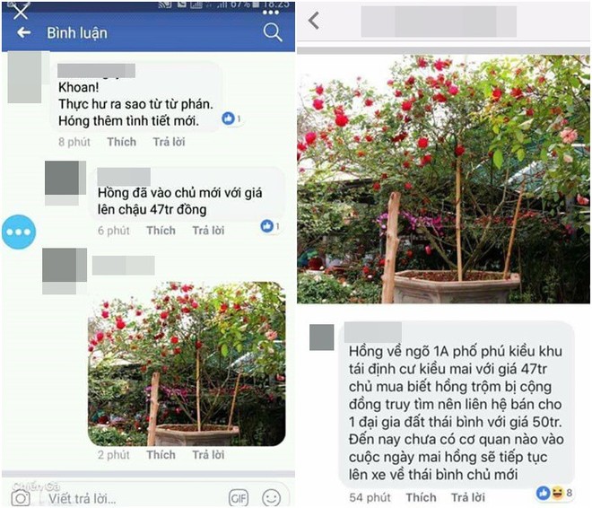 Đăng ảnh bụi hồng cổ mới bị đánh cắp lên Facebook, cuộc sống của nam thanh niên đảo lộn hoàn toàn vì bị vu oan là kẻ trộm hoa - Ảnh 9.