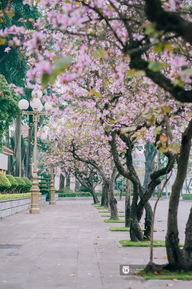 Hoa ban t&iacute;m nở rồi, &ocirc;i một g&oacute;c trời T&acirc;y Bắc giữa l&ograve;ng thủ đ&ocirc;! - Ảnh 3.