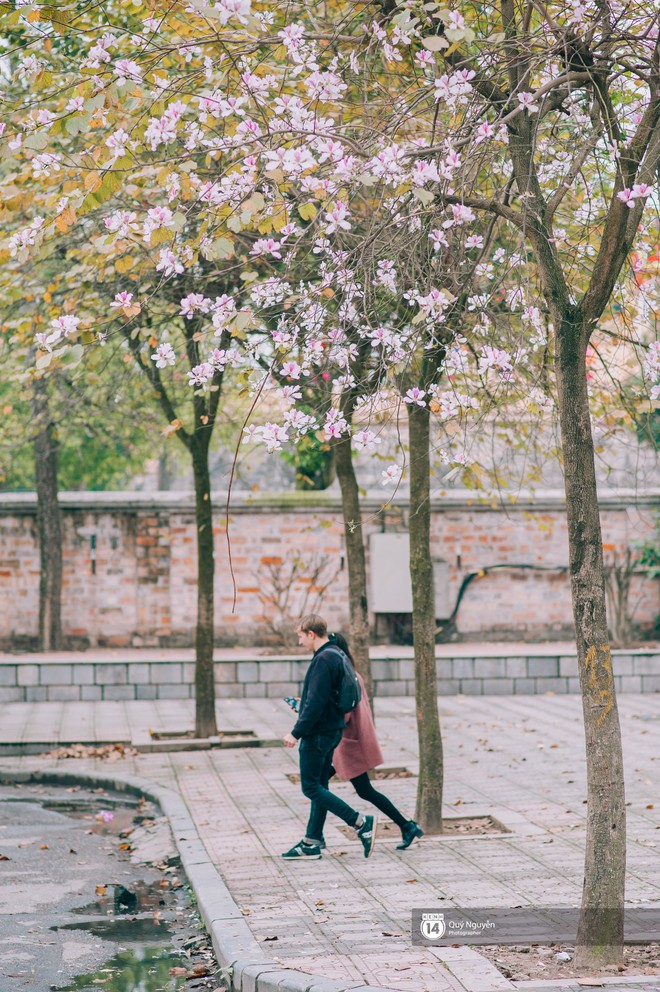 Hoa ban t&iacute;m nở rồi, &ocirc;i một g&oacute;c trời T&acirc;y Bắc giữa l&ograve;ng thủ đ&ocirc;! - Ảnh 7.