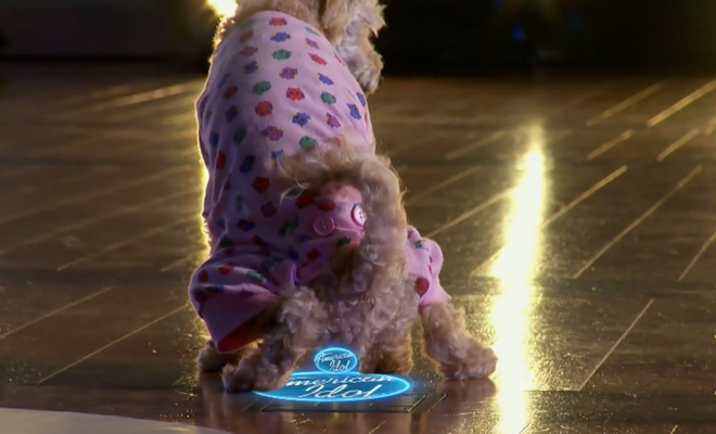 Cận cảnh American Idol bị náo loạn bởi một chú cún cứ chạy lòng vòng... phóng uế - Ảnh 4.