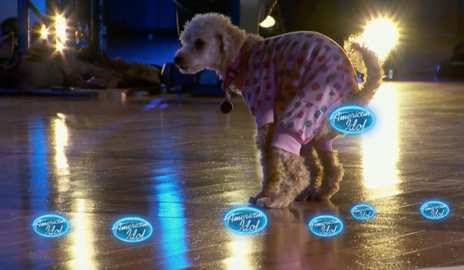 Cận cảnh American Idol bị náo loạn bởi một chú cún cứ chạy lòng vòng... phóng uế - Ảnh 5.