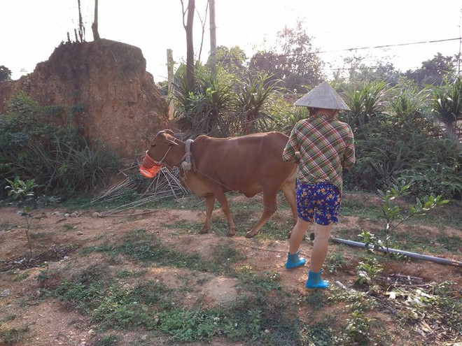 Chó đeo rọ mõm quá quen thuộc rồi, bò bị rọ mõm vì tham ăn mới là hiếm thấy - Ảnh 2.