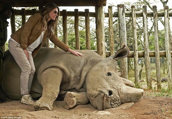 Bức ảnh khiến cả thế giới thổn thức: Người kiểm lâm nín lặng bên thi thể chú tê giác trắng đực Bắc Phi cuối cùng - Ảnh 6.