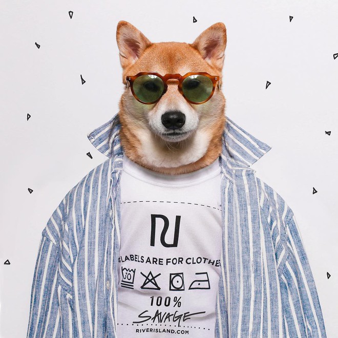 Chú chó Shiba là gương mặt đại diện cho nhiều hãng thời trang lớn, kiếm hơn 300 triệu mỗi tháng - Ảnh 9.