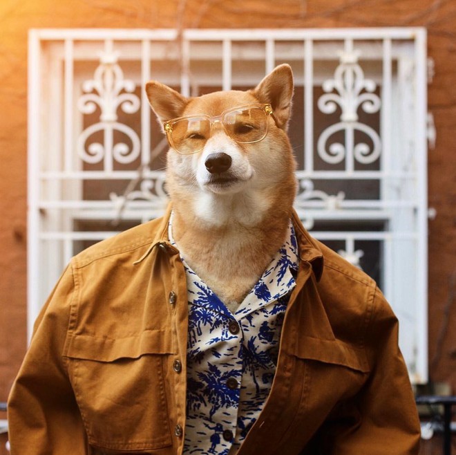 Hãng thời trang và chó Shiba: Những chiếc áo thời trang được thiết kế độc đáo với họa tiết chó Shiba sẽ khiến bạn mê mẩn. Cùng xem hình ảnh để cảm nhận sự kết hợp tuyệt vời giữa thời trang và loài chó đáng yêu này.