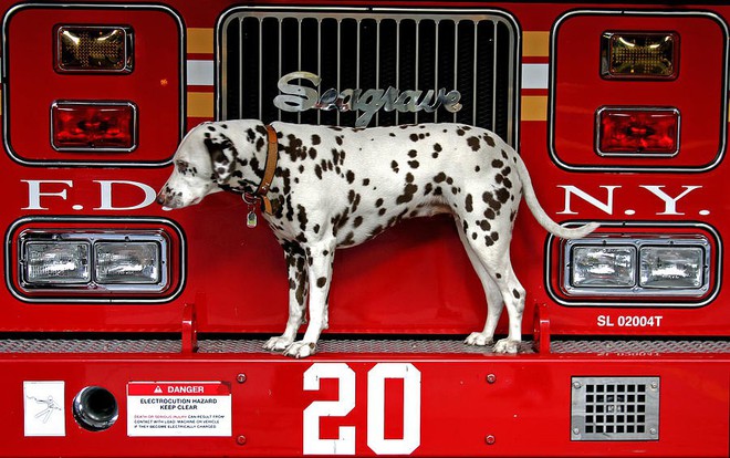 Bạn có tin không khi những chú chó đốm lại là lực lượng cứu hỏa cực đặc biệt của Anh và Mỹ - Ảnh 3.