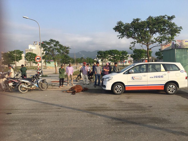 Đàn bò ngủ giữa đường phố Đà Nẵng, một con giật mình đâm đầu vào taxi chết - Ảnh 2.