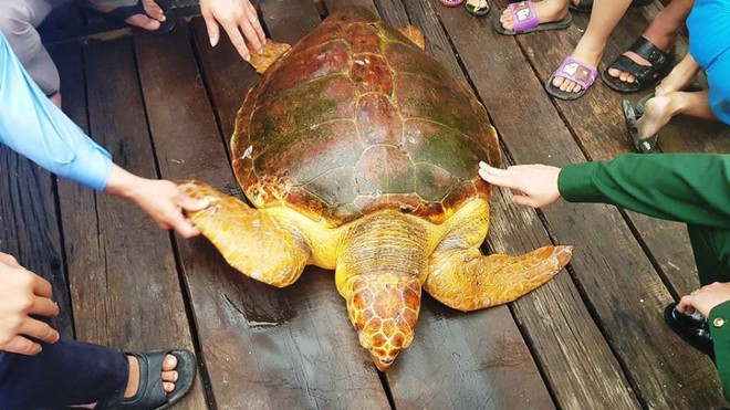 Ngư dân bắt được rùa vàng nặng 80kg rất quý hiếm - Ảnh 1.
