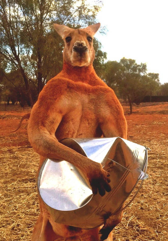 Những hình ảnh chứng minh rằng: Cạch! Kangaroo - động vật hung hãn số một Châu Úc - Ảnh 7.