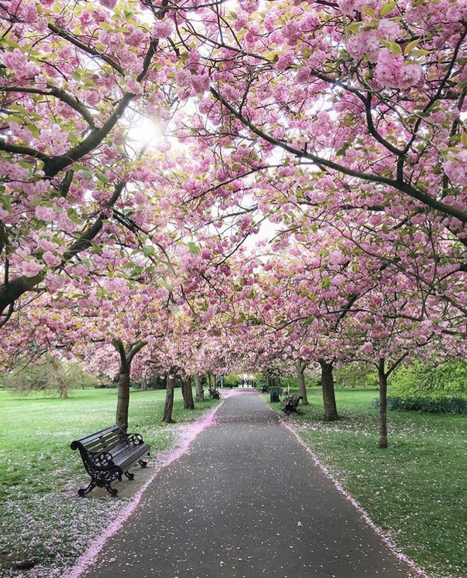 Lướt Instagram từ Âu đến Á là biết mùa hoa anh đào tuyệt đẹp đã thực sự đến rồi! - Ảnh 32.