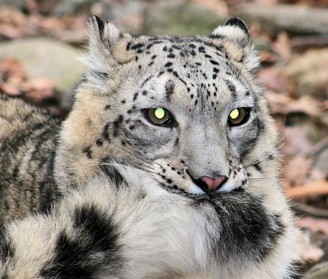 The truth behind the series of super cute snow leopards holding their tails - is it because they miss their mother or some other reason? - Photo 3.