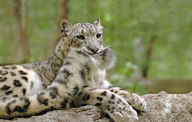 The truth behind the series of super cute snow leopards holding their tails - is it because they miss their mother or some other reason? - Photo 1.