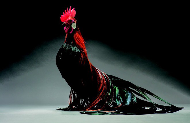 Chiêm ngưỡng vẻ đẹp siêu cấp của những loài gà khắp nơi trên thế giới - Ảnh 5.