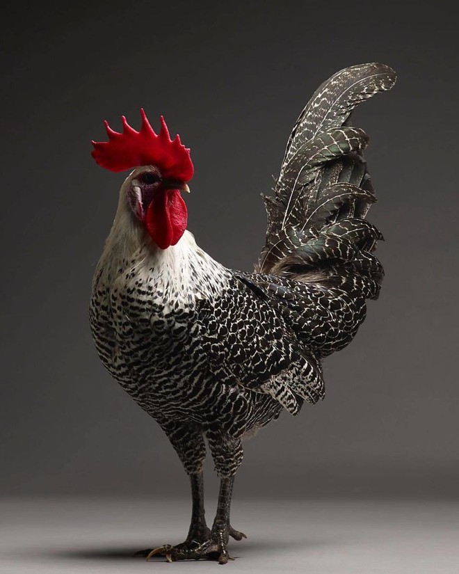 Chiêm ngưỡng vẻ đẹp siêu cấp của những loài gà khắp nơi trên thế giới - Ảnh 15.
