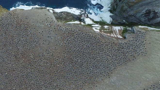 Khi vệ tinh đã giúp chúng ta tìm thấy một vương quốc chim cánh cụt 1,5 triệu con - Ảnh 3.