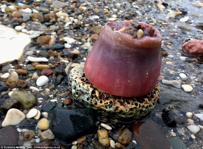 B&atilde;i chiến trường kinh khủng n&agrave;y l&agrave; kết quả sau khi cơn b&atilde;o Qu&aacute;i th&uacute; phương Đ&ocirc;ng c&agrave;n qu&eacute;t - Ảnh 5.