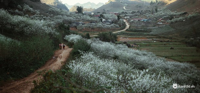 Tháng 3, đi Mộc Châu, Hà Giang để ngắm mùa hoa nở trắng trời, rợp đất - Ảnh 28.