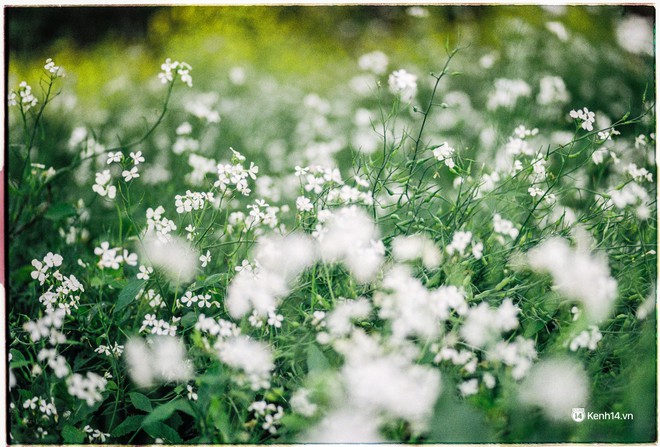 Tháng 3, đi Mộc Châu, Hà Giang để ngắm mùa hoa nở trắng trời, rợp đất - Ảnh 6.