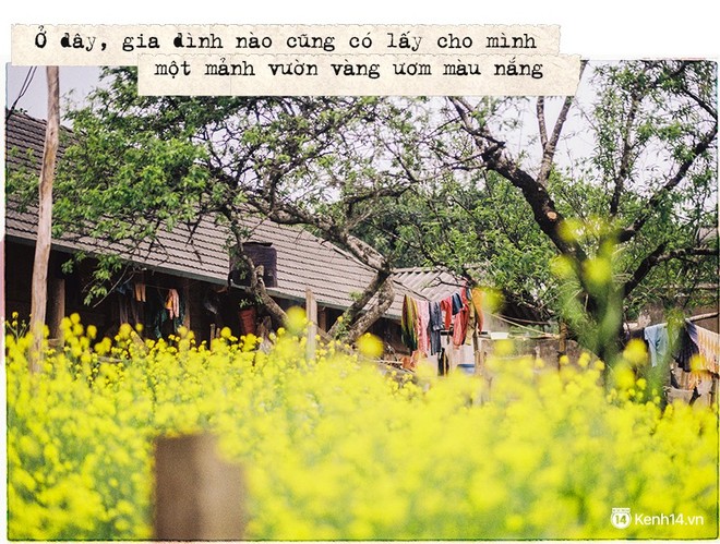 Tháng 3, đi Mộc Châu, Hà Giang để ngắm mùa hoa nở trắng trời, rợp đất - Ảnh 4.