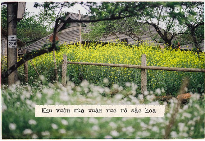 Th&aacute;ng 3, đi Mộc Ch&acirc;u, H&agrave; Giang để ngắm m&ugrave;a hoa nở trắng trời, rợp đất - Ảnh 7.
