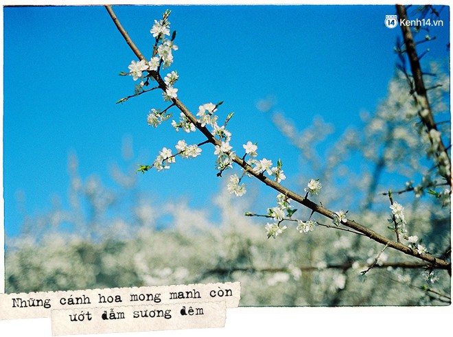 Tháng 3, đi Mộc Châu, Hà Giang để ngắm mùa hoa nở trắng trời, rợp đất - Ảnh 15.