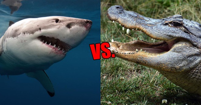 Cá sấu vs cá mập: bạn nghĩ loài nào sẽ thắng? - Ảnh 1.