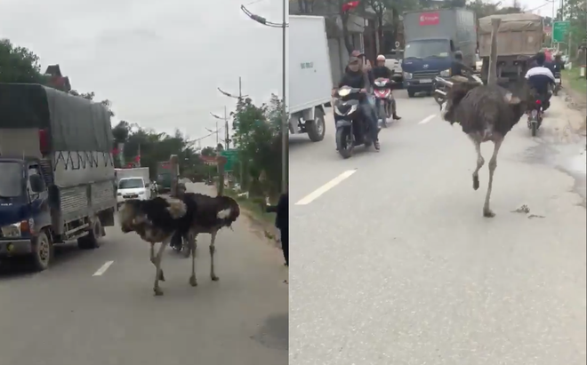 Clip: hai thanh niên đà điểu vô tư tập thể dục buổi sáng giữa phố đông - Ảnh 2.