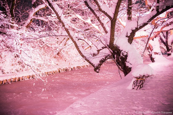 Người dân Nhật ngỡ ngàng chiêm ngưỡng những bông hoa anh đào băng tuyết trong thời tiết lạnh giá kéo dài - Ảnh 3.