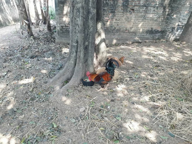 Vụ anh trai đ&aacute;nh em ruột v&agrave; h&agrave;ng x&oacute;m tử vong v&igrave; mua g&agrave; thiếu c&acirc;n, người b&aacute;n g&agrave; khẳng định: Kh&ocirc;ng c&oacute; chuyện c&acirc;n thiếu - Ảnh 4.