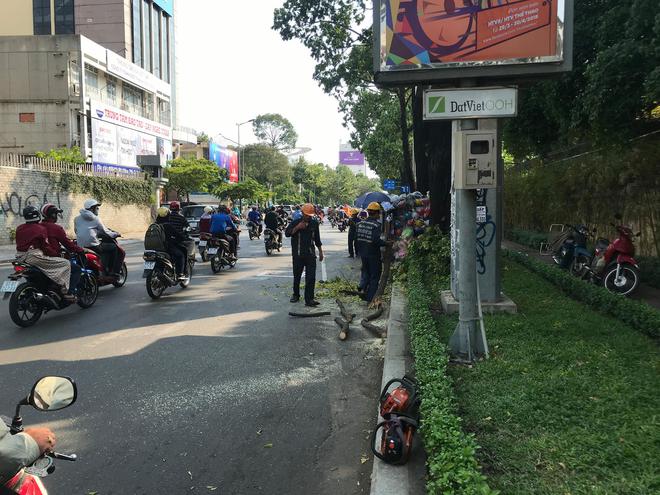 TP. HCM: Đứng b&ecirc;n lề đường nghỉ mệt, c&ocirc; g&aacute;i 25 tuổi bị c&agrave;nh c&acirc;y rơi đập tr&uacute;ng đầu ng&atilde; gục - Ảnh 1.