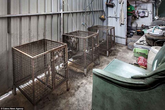 Nghiệt ng&atilde; cảnh giam cầm những động vật &ldquo;sống chỉ để mua vui&rdquo; ở Th&aacute;i Lan - Ảnh 13.