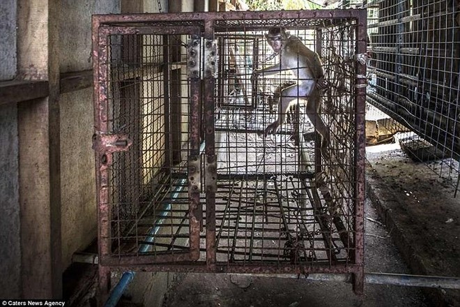 Nghiệt ng&atilde; cảnh giam cầm những động vật &ldquo;sống chỉ để mua vui&rdquo; ở Th&aacute;i Lan - Ảnh 14.