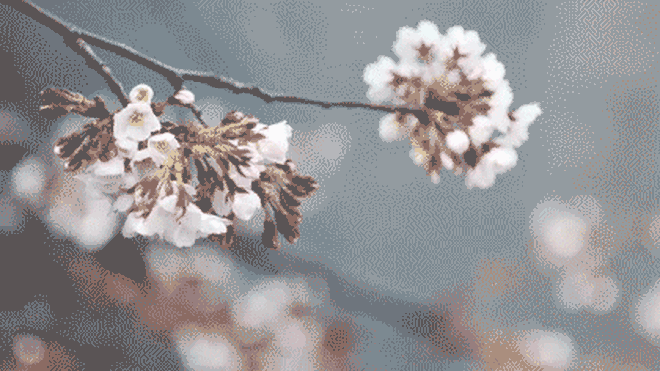 Hoa anh đào muối: tinh hoa ẩm thực Nhật Bản, đến đây thì nhất định phải ăn thử - Ảnh 1.